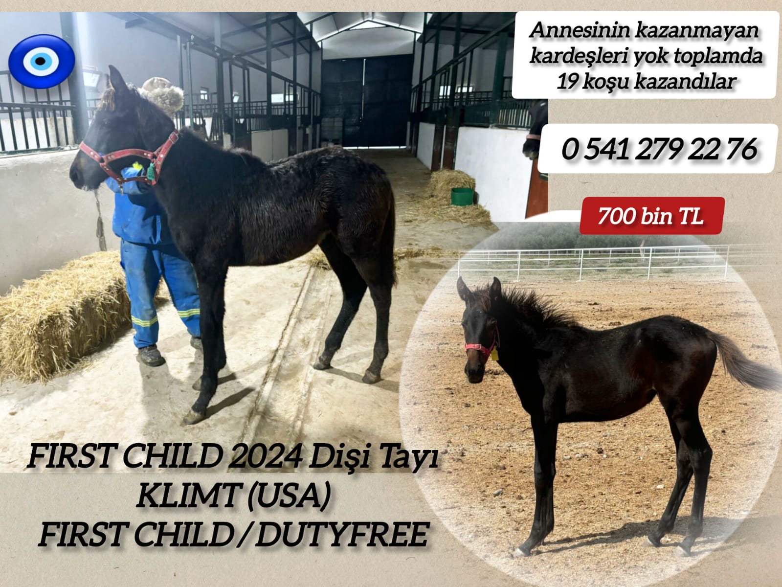 2024 Klimt & First Child dişi Tayı 
